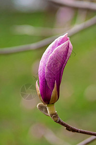 树枝上的粉红木兰花芽春花近身图片