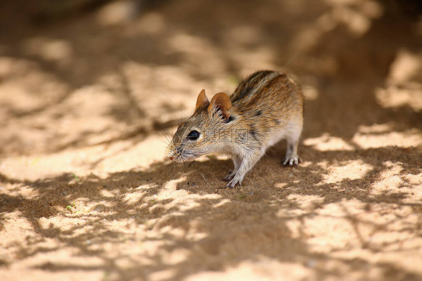 沙漠中的四只草鼠或四只草鼠Rhabdomysp图片