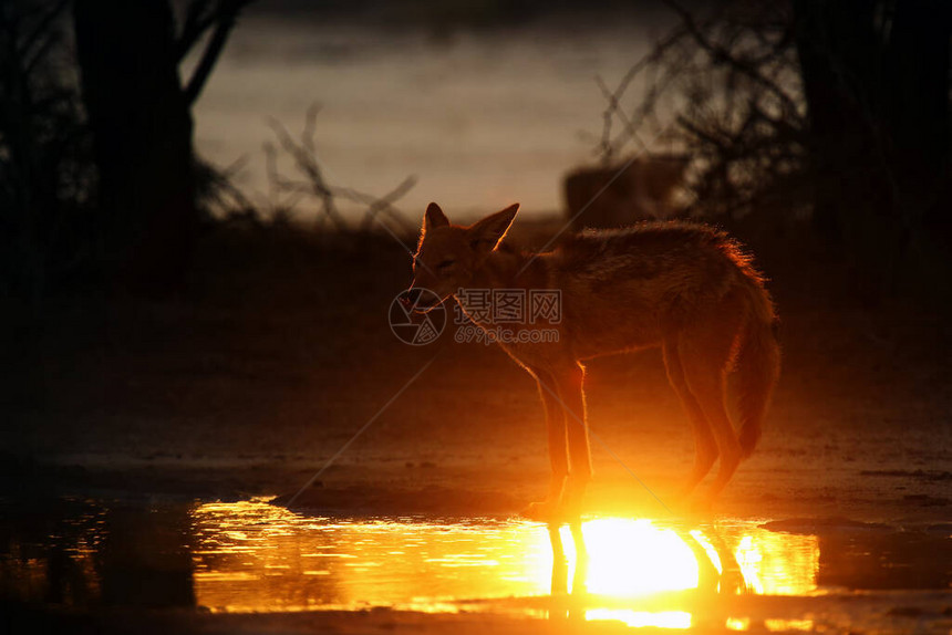 黑背豺Canismesomelas在沙漠的水坑里喝水黄昏时分在水边的豺狼豺狼图片