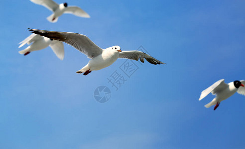 海鸥拍摄蓝海背景的特写照片校对P图片