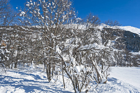 山坡上有雪覆盖树木的冬季景象图片
