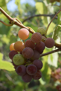 未成熟的红葡萄阳光下葡萄藤上的一串葡萄葡萄藤上的葡萄图片