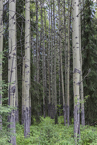 细而直的森林树干图片