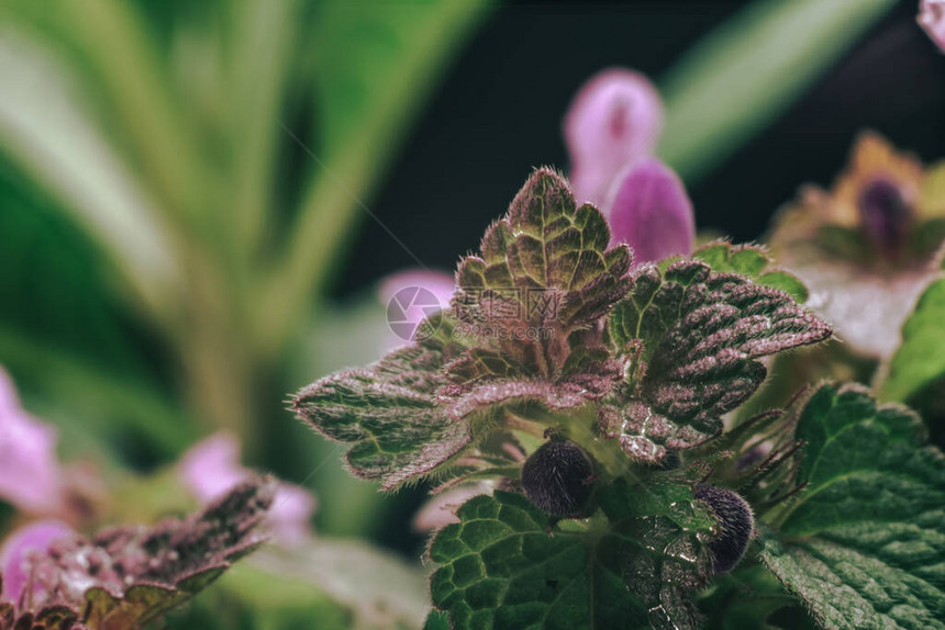 美丽的植物叶子有粉红色的流纹背景纹理图片