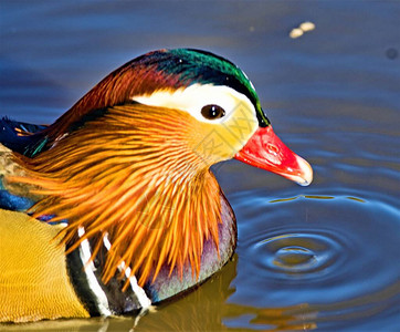 普通鸭在自然公园湿地自由游荡纽卡图片