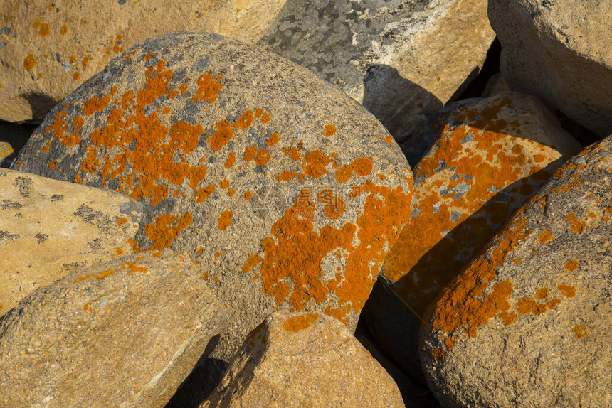 石头上的橙色霉菌图片