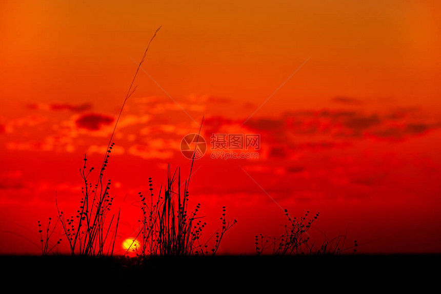 背景花晚上在一个夏日早晨的绿色田野上的美丽日出在绿色大fieldlandscape美妙的日图片