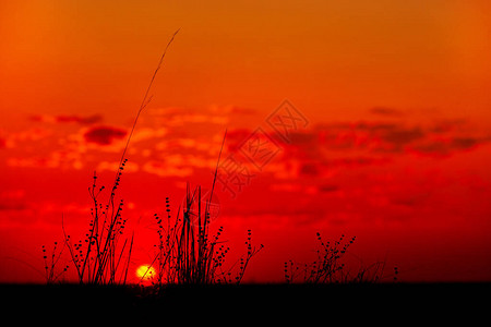 背景花晚上在一个夏日早晨的绿色田野上的美丽日出在绿色大fieldlandscape美妙的日背景图片