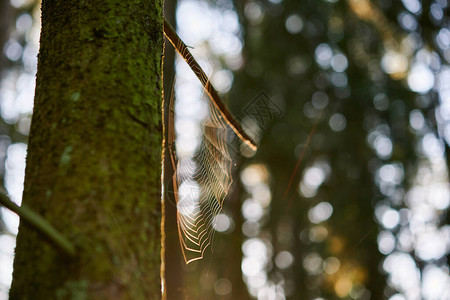 在树干上的蜘蛛网日落的图片