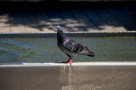 热天在喷泉口渴的鸽子喝水图片