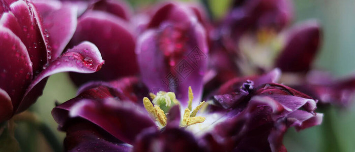 紫色花朵郁金香关闭图片