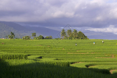 印度尼西亚白天对稻田和农民的绿色观图片