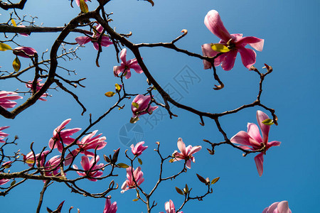 荷兰春季花树鲜花树木本生的高清图片