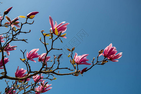 荷兰春季花树鲜花树木本生的高清图片