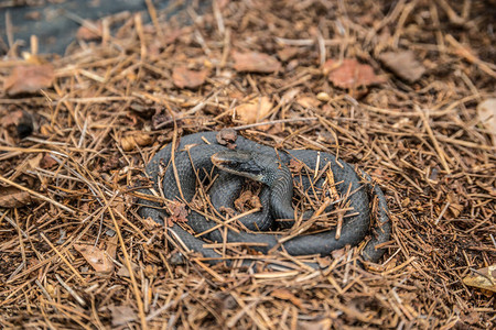 一只黑老鼠蛇躺在凝固的警戒中在春初阳光明媚的一天图片