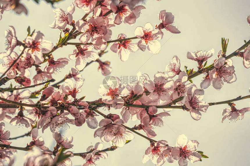 美丽的春天粉红色背景花朵果园的图片
