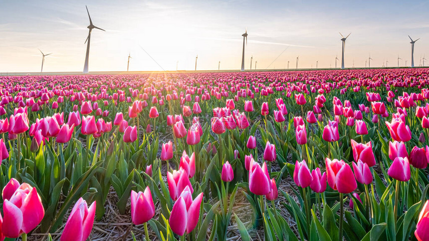 日落时红粉色郁金香在荷兰Noordoostpodder提交郁金花美丽的夕阳颜图片