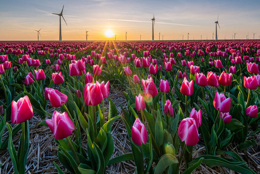 日落时红粉色郁金香在荷兰Noordoostpodder提交郁金花美丽的夕阳颜图片