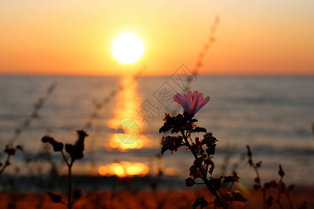 明亮美丽的日落在海边青草和黑麦的耳目暗色前景明高清图片