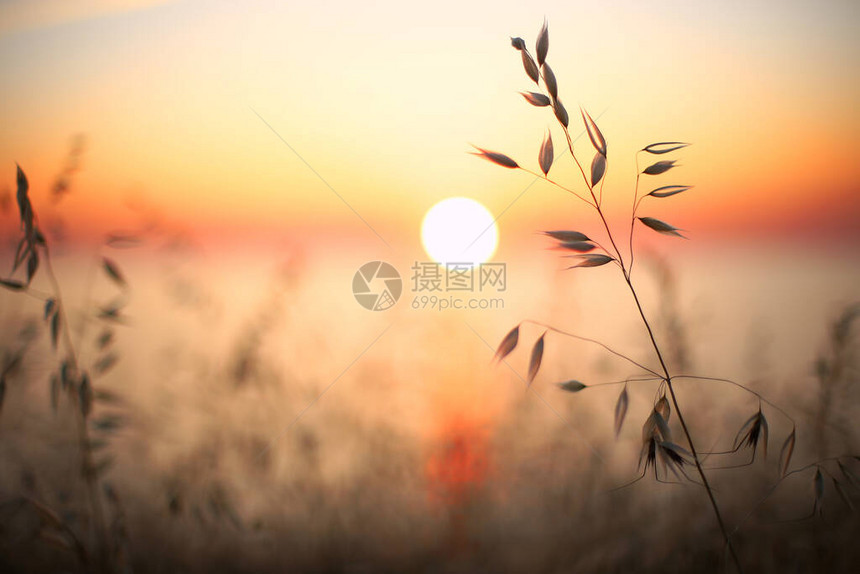 明亮美丽的日落在海边青草和黑麦的耳目暗色前景明图片