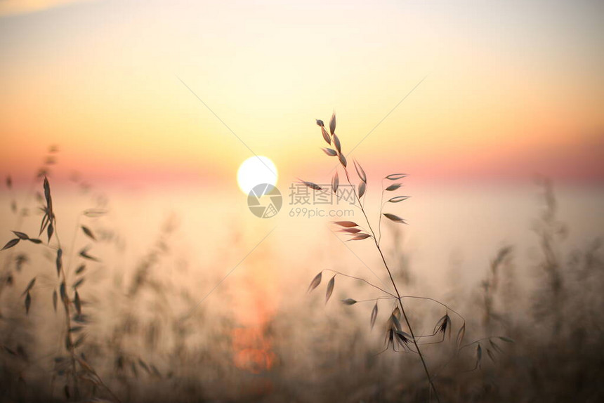 明亮美丽的日落在海边青草和黑麦的耳目暗色前景明图片