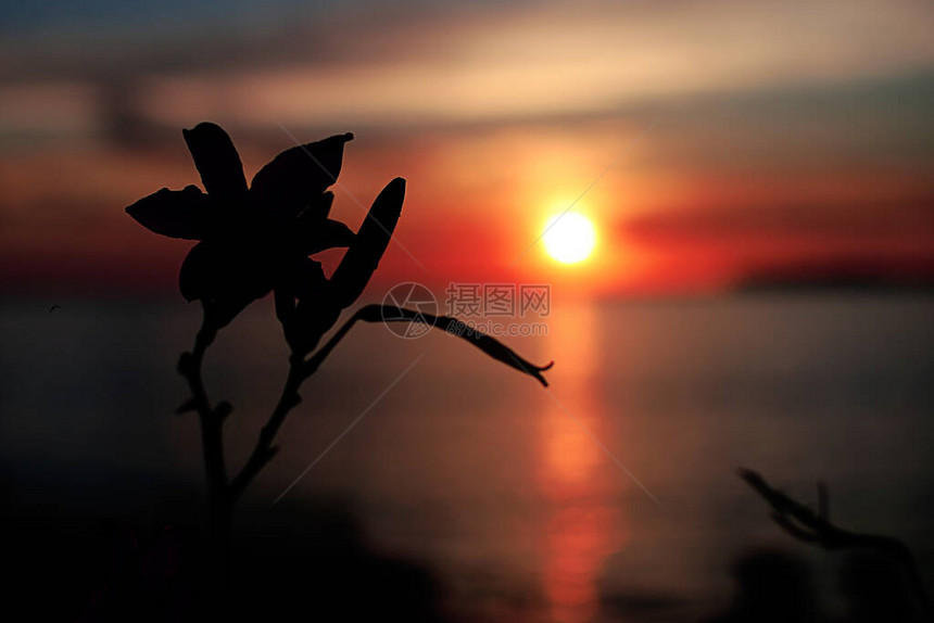 明亮美丽的日落在海边青草和黑麦的耳目暗色前景明图片