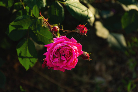 红玫瑰布什有选择的焦点在花盆中玫瑰图片