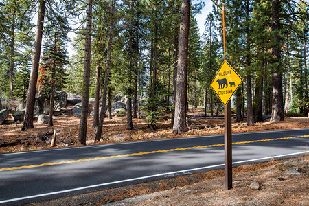 美国加利福尼亚州Yosemite公园路上野生动物跨图片