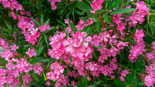 粉红色花瓣团的香甜奥莱兰德花朵或玫瑰湾图片