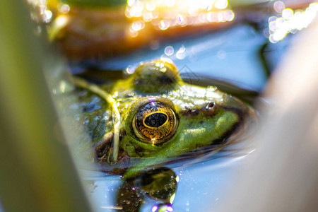 田园诗般的花园池塘里的绿色欧洲普通青蛙潜伏着昆虫图片