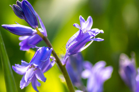 蓝色的花朵和精致的蓝色花瓣向花园爱好者展示了春天图片