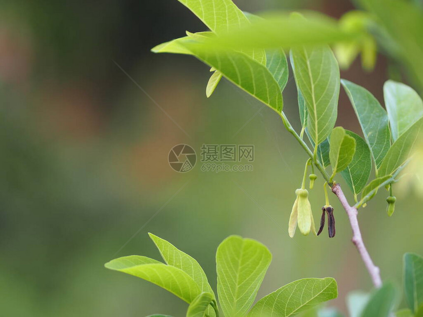 花果番荔枝树糖苹果sweetsop或anonAnnonasquamosa植物AnnonasquamosaAnnonaceae有绿图片