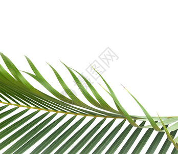 带有剪切路径的白色背景上的棕榈树绿叶图片