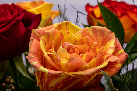 美丽的五颜六色的玫瑰花束图片