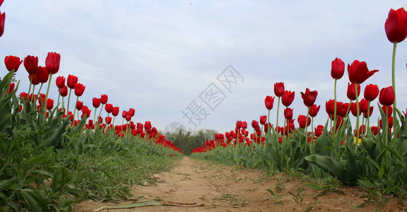 荷兰乡村的红色郁金香田图片