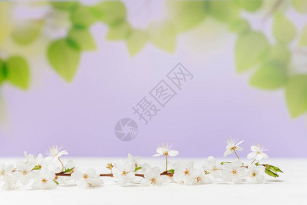 春天的空背景上的白色木桌上的一朵樱花春天的清新图片