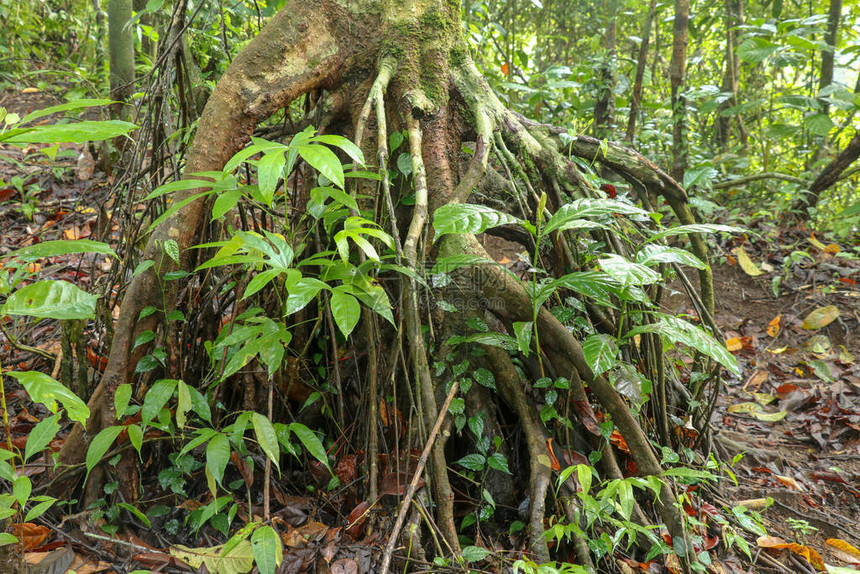 热带雨林中一棵热带树的分枝根系根突出于土壤表面热带植被生长在根系之间巴厘岛丛林中一图片