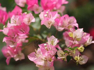 木兰学名九重葛纸花在自然背景模糊下的粉红色图片