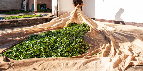 茶叶种植者在庭院的布料上铺放叶子以图片