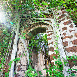 古老的榕树覆盖着古老的砖墙和废弃房屋的弧线图片