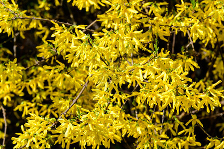 Forsythia植物又称复活节树的大片黄花丛背景图片