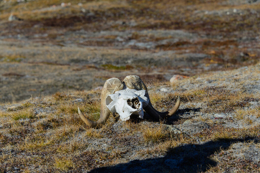 格陵兰苔原的Muskox头骨OvibosMosc图片