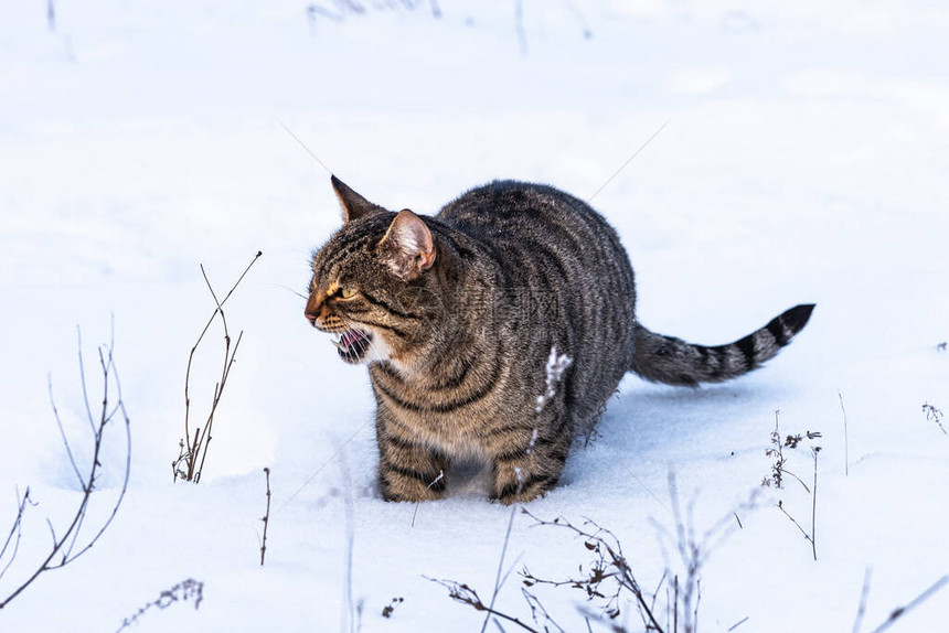 塔比猫在冬季森林图片