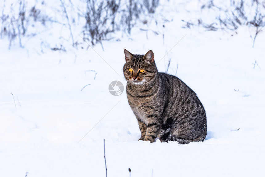 在雪上坐着的流浪小猫图片