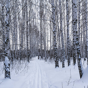 冬季寒雪林中树木的图片