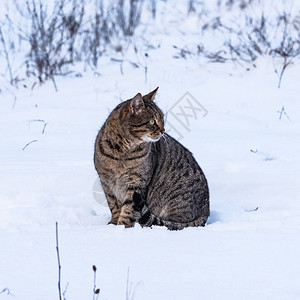在雪上坐着的流浪小猫图片