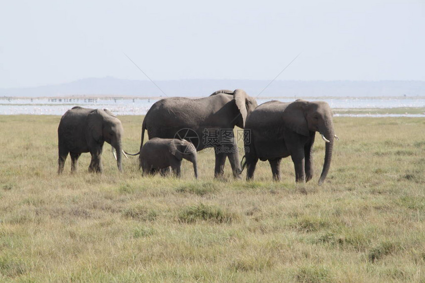 肯尼亚安博塞利公园的大象肯尼亚非洲Ambose图片