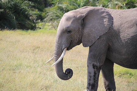 肯尼亚安博塞利公园的大象肯尼亚非洲Ambose图片