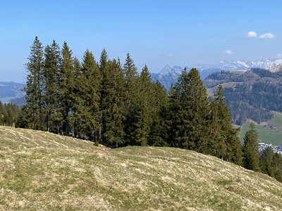 艾因西德伦瑞士施维茨州Alptal高山谷坡上的常绿森林或针图片