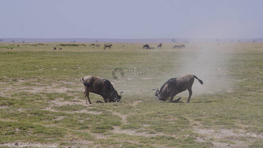 非洲肯尼亚安博塞利公园的角马图片